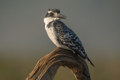 © Mike Bennett - AWPF 2025-10