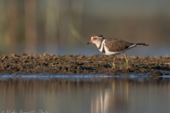 © Mike Bennett - AWPF 2025-11