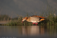 © Mike Bennett - AWPF 2025-12