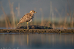 © Mike Bennett - AWPF 2025-8