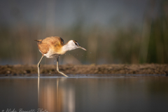 © Mike Bennett - AWPF 2025-9