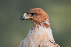 © Mike Bennett - AWPF 2025-3