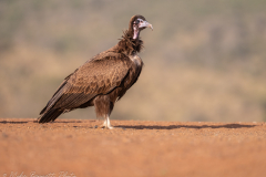 © Mike Bennett - AWPF 2025-4