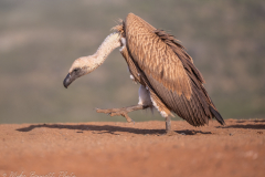 © Mike Bennett - AWPF 2025-6