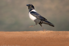 © Mike Bennett - AWPF 2025-7