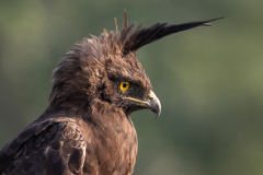 © Mike Bennett - AWPF 2025-1