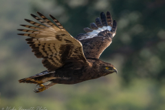 © Mike Bennett - AWPF 2025-2