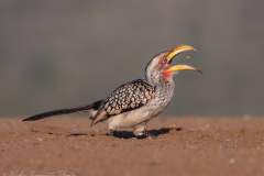 © Mike Bennett - AWPF 2025-5