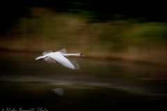 Swan Flight