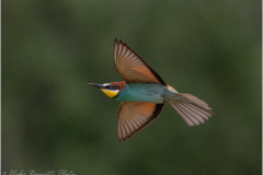 Bee-Eaters_20260517-1