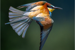 Bee-Eaters_20260517-10