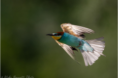 Bee-Eaters_20260517-3