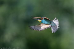 Bee-Eaters_20260517-4