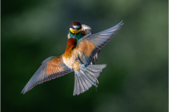 Bee-Eaters_20260517-5