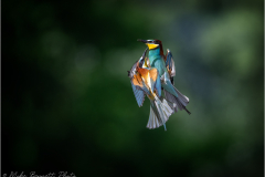 Bee-Eaters_20260517-6