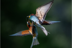 Bee-Eaters_20260517-7
