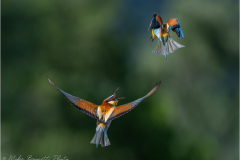 Bee-Eaters_20260517-9