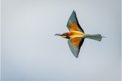 Bee-Eaters_20260518-11
