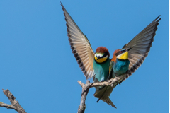 Bee-Eaters_20260518-13