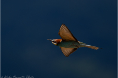 Bee-Eaters_20260518-14