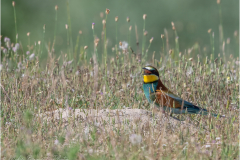 Bee-Eaters_20260518-15