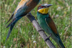 Bee-Eaters_20260518-16