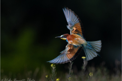 Bee-Eaters_20260518-17
