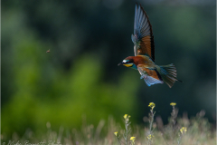Bee-Eaters_20260518-18