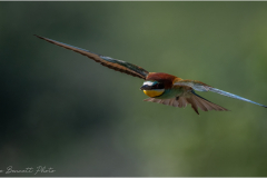 Bee-Eaters_20260518-19