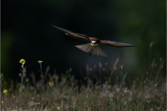 Bee-Eaters_20260518-20