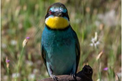 Bee-Eaters_20260518-21