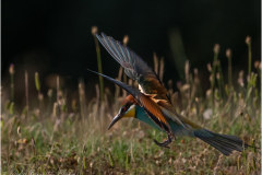 Bee-Eaters_20260518-22