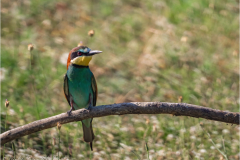Bee-Eaters_20260518-23