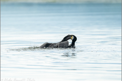 Cormorant_20260515-1