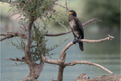 Cormorant_20260515-2
