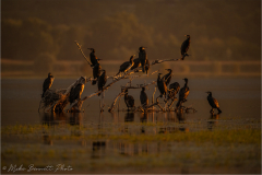 Cormorant_20260516-5