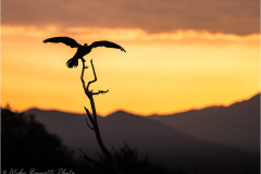 Cormorant_20260516-6