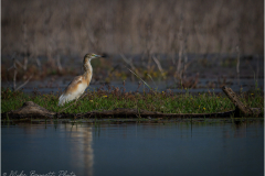 Herons_20260515-10