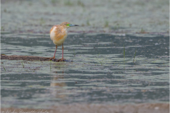 Herons_20260515-2