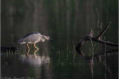 Herons_20260516-13