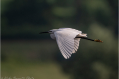 Herons_20260516-15