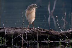 Herons_20260516-16