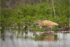 Herons_20260516-17
