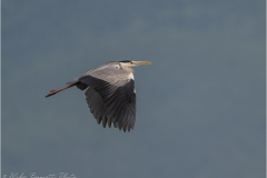 Herons_20260516-18