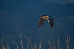 Herons_20260517-20