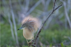 Herons_20260517-21