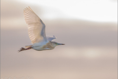 Herons_20260517-22