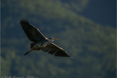 Herons_20260517-23
