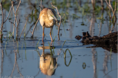 Herons_20260518-24
