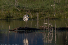 Herons_20260518-25